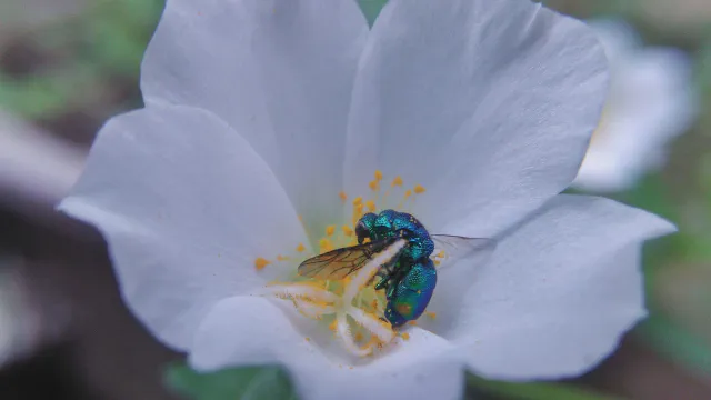 Pollen bath