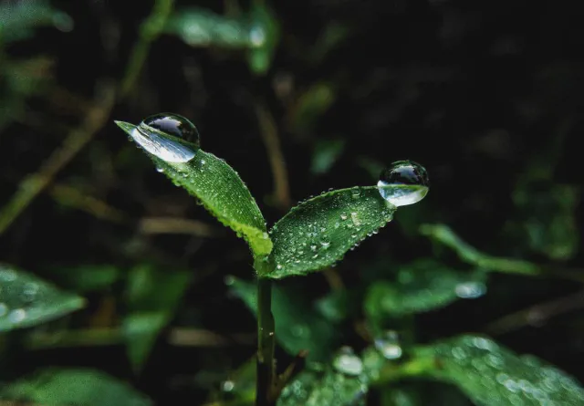 Two drops
