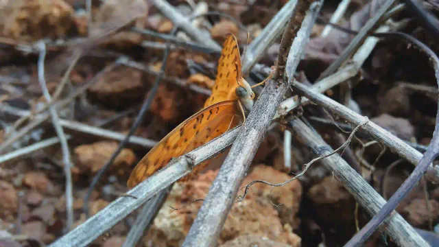Beauty in the woods