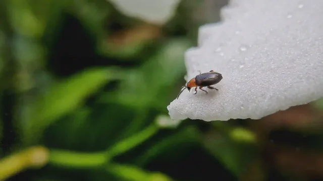 Scared bug