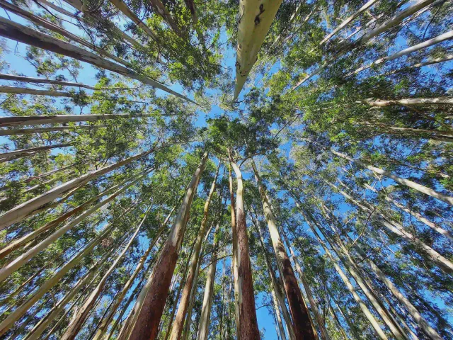 fisheye