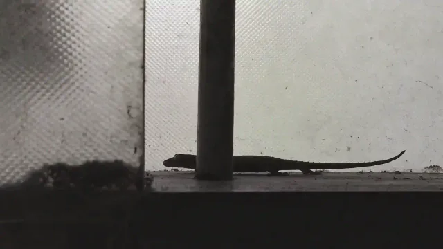 predator